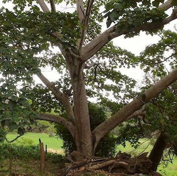 Balsa tree gives a wood very appreciated for making balsa wood balls