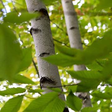 Birch three. Many wooden ball balls are made of this wood.