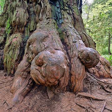 Burl tree is very appreciated for making burl spheres