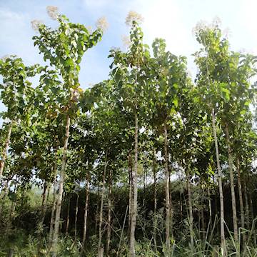 Teak tree. Good wood to make ball wood.